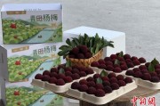 算命周易高速赋能产业升级：一条“杨梅路”的致富密码