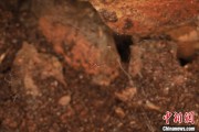算命周易江西发现蜘蛛新物种 为研究呵叻蛛属适应区域提供依据