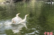 算命周易吉林：罕见白鸬鹚连续两年“故地重游”