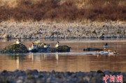 算命周易歙县完成安徽首个县域生物多样性调查 共记录物种近4千种