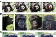 算命周易国际最新研究：机器人“打哈欠” 黑猩猩被传染